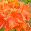 Frontier Gold Aromi Azalea (Rhododendron Hybrid) - 3 Gallon Pot
