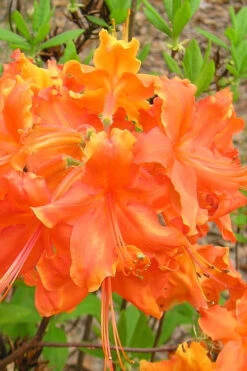 Frontier Gold Aromi Azalea (Rhododendron Hybrid) - 3 Gallon Pot
