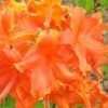 Frontier Gold Aromi Azalea (Rhododendron Hybrid) - 1 Gallon Pot -Plant Discount Store Native Azalea Frontier Gold 3