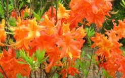 Frontier Gold Aromi Azalea (Rhododendron Hybrid) - 1 Gallon Pot 10 Frontier Gold Aromi Azalea (Rhododendron Hybrid) - 1 Gallon Pot -Plant Discount Store Native Azalea Frontier Gold 4