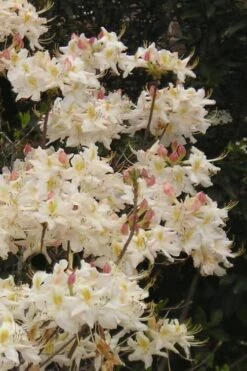 High Tide Aromi Azalea (Deciduous Rhododendron Hybrid) - 1 Gallon Pot 11 High Tide Aromi Azalea (Deciduous Rhododendron Hybrid) - 1 Gallon Pot -Plant Discount Store Native Azalea High Tide 10