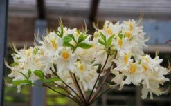 High Tide Aromi Azalea (Deciduous Rhododendron Hybrid) - 1 Gallon Pot 10 High Tide Aromi Azalea (Deciduous Rhododendron Hybrid) - 1 Gallon Pot -Plant Discount Store Native Azalea High Tide 2