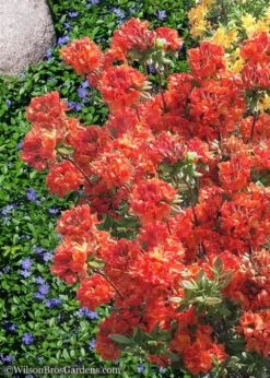 Mary Poppins Azalea (Rhododendron) - 5 Gallon Pot 11 Mary Poppins Azalea (Rhododendron) - 5 Gallon Pot -Plant Discount Store Native Azalea Mary Poppins 6