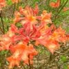 Mauvilla Gold Aromi Azalea (Rhododendron Hybrid) - 1 Gallon Pot