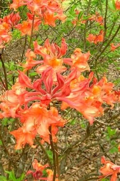Mauvilla Gold Aromi Azalea (Rhododendron Hybrid) - 1 Gallon Pot
