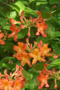 Nancy's Orange Native Azalea - Rhododendron Flammeum X Calendulaceum - 1 Gallon Pot -Plant Discount Store Native Azalea Nancy 1
