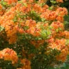 Nancy's Orange Native Azalea - Rhododendron Flammeum X Calendulaceum - 1 Gallon Pot -Plant Discount Store Native Azalea Nancy 3