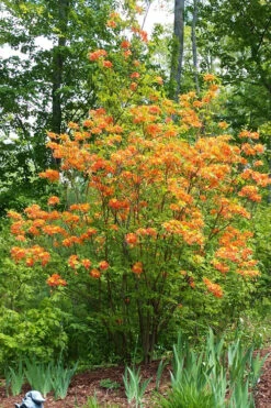 Nancy's Orange Native Azalea - Rhododendron Flammeum X Calendulaceum - 1 Gallon Pot -Plant Discount Store Native Azalea Nancy 4