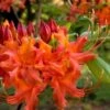 Oconee Native Azalea - Rhododendron Flammeum Speciosum - 3 Gallon Pot