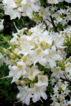 Pete McNees White Native Azalea - Rhododendron Albamanense - 3 Gallon Pot 9 Pete McNees White Native Azalea - Rhododendron Albamanense - 3 Gallon Pot -Plant Discount Store Native Azalea Pete McNees 1