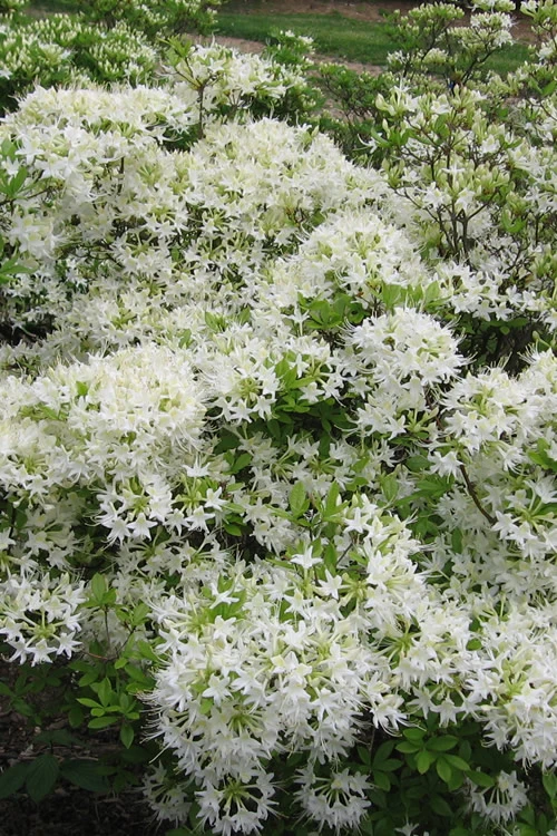 Pete McNees White Native Azalea - Rhododendron Albamanense - 3 Gallon Pot 3 Pete McNees White Native Azalea - Rhododendron Albamanense - 3 Gallon Pot