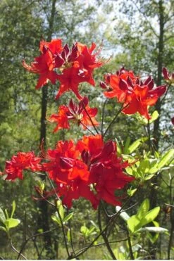 Radiant Red Aromi Azalea (Rhododendron Hybrid) - 3 Gallon Pot 9 Radiant Red Aromi Azalea (Rhododendron Hybrid) - 3 Gallon Pot -Plant Discount Store Native Azalea Radiant Red 6