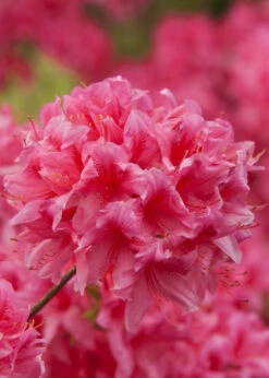 Rosy Lights Cold Hardy Azalea (Rhododendron) - 3 Gallon Pot 10 Rosy Lights Cold Hardy Azalea (Rhododendron) - 3 Gallon Pot -Plant Discount Store Native Azalea Rosy Lights 6