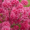 Rosy Lights Cold Hardy Azalea (Rhododendron) - 3 Gallon Pot