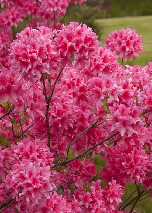 Rosy Lights Cold Hardy Azalea (Rhododendron) - 3 Gallon Pot 3 Rosy Lights Cold Hardy Azalea (Rhododendron) - 3 Gallon Pot
