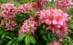 Samford Sorbet Native Azalea (Rhododendron) - 3 Gallon Pot 10 Samford Sorbet Native Azalea (Rhododendron) - 3 Gallon Pot -Plant Discount Store Native Azalea Samford Sorbet 1