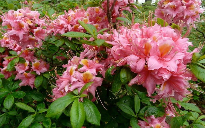 Samford Sorbet Native Azalea (Rhododendron) - 3 Gallon Pot 6 Samford Sorbet Native Azalea (Rhododendron) - 3 Gallon Pot - Image 4