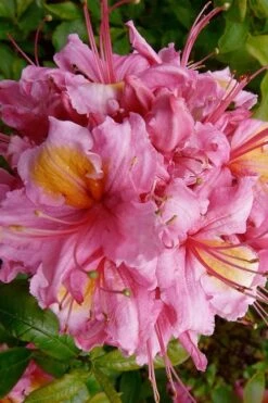 Samford Sorbet Native Azalea (Rhododendron) - 3 Gallon Pot 11 Samford Sorbet Native Azalea (Rhododendron) - 3 Gallon Pot -Plant Discount Store Native Azalea Samford Sorbet 10