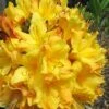 Spring Fanfare Aromi Azalea (Rhododendron Hybrid) - 3 Gallon Pot 2 Spring Fanfare Aromi Azalea (Rhododendron Hybrid) - 3 Gallon Pot -Plant Discount Store Native Azalea Spring Fanfare 2