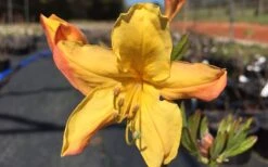 Spring Fanfare Aromi Azalea (Rhododendron Hybrid) - 3 Gallon Pot -Plant Discount Store Native Azalea Spring Fanfare 3