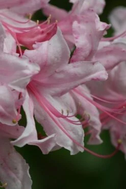 Spring Sensation Aromi Azalea (Rhododendron Hybrid) - 1 Gallon Pot -Plant Discount Store Native Azalea Spring Sensation 2