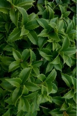 Wheeler's Cold Hardy Fragrant Tea Olive (Osmanthus) - 3 Gallon Pot 12 Wheeler's Cold Hardy Fragrant Tea Olive (Osmanthus) - 3 Gallon Pot -Plant Discount Store Osmanthus Carl Wheeler 15