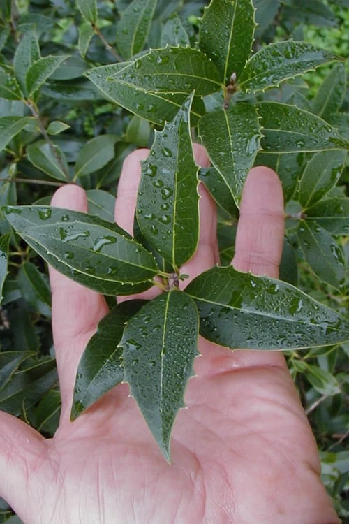 Wheeler's Cold Hardy Fragrant Tea Olive (Osmanthus) - 3 Gallon Pot 8 Wheeler's Cold Hardy Fragrant Tea Olive (Osmanthus) - 3 Gallon Pot - Image 6