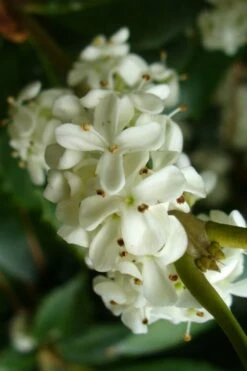 Wheeler's Cold Hardy Fragrant Tea Olive (Osmanthus) - 3 Gallon Pot 11 Wheeler's Cold Hardy Fragrant Tea Olive (Osmanthus) - 3 Gallon Pot -Plant Discount Store Osmanthus Carl Wheeler 9