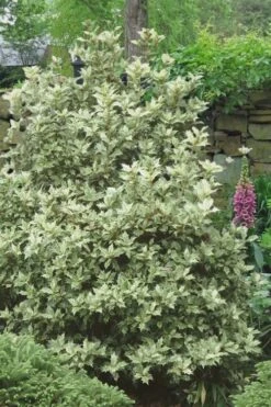 Goshiki Osmanthus (Variegated False Holly) - 7 Gallon Pot 11 Goshiki Osmanthus (Variegated False Holly) - 7 Gallon Pot -Plant Discount Store Osmanthus Goshiki 20