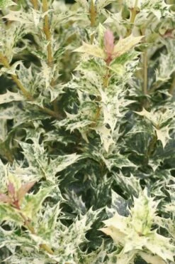Goshiki Osmanthus (Variegated False Holly) - 5 Gallon Pot -Plant Discount Store Osmanthus Goshiki 21 1