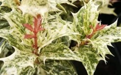 Goshiki Osmanthus (Variegated False Holly) - 2 Gallon Pot 13 Goshiki Osmanthus (Variegated False Holly) - 2 Gallon Pot -Plant Discount Store Osmanthus Goshiki Foliage Closeup 2 3