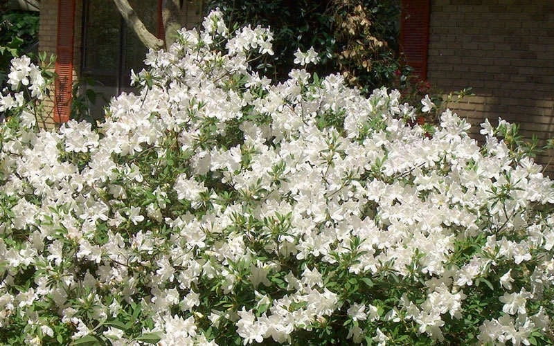 Mrs. G.G. Gerbing White Southern Indica Azalea - 3 Gallon Pot 7 Mrs. G.G. Gerbing White Southern Indica Azalea - 3 Gallon Pot - Image 5