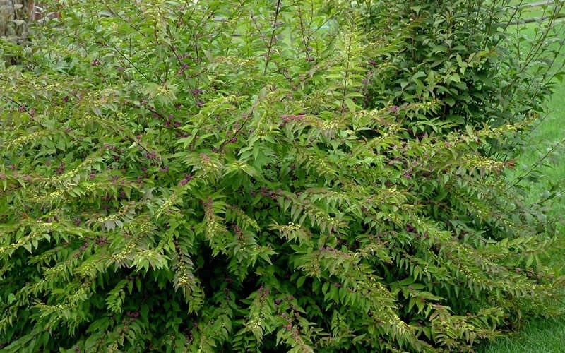 American Beautyberry - 3 Gallon Pot 8 American Beautyberry - 3 Gallon Pot - Image 6