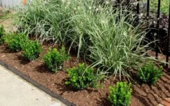 Baby Gem Boxwood - 3 Gallon Pot 14 Baby Gem Boxwood - 3 Gallon Pot -Plant Discount Store Picture Boxwood Baby Gem Edger 1