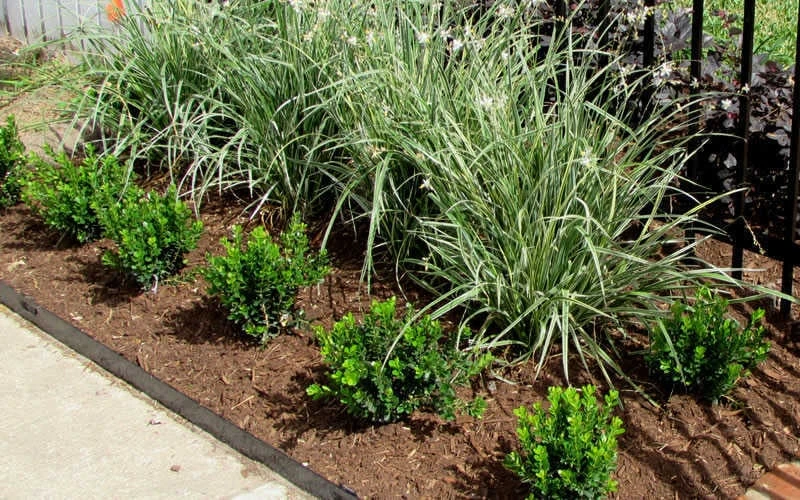 Baby Gem Boxwood - 3 Gallon Pot 7 Baby Gem Boxwood - 3 Gallon Pot - Image 5