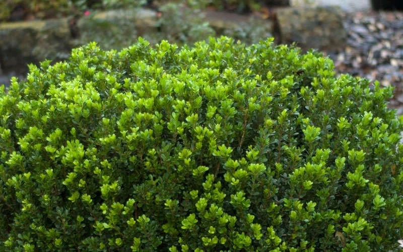 Baby Gem Boxwood - 2 Gallon Pot 9 Baby Gem Boxwood - 2 Gallon Pot - Image 7