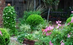 Baby Gem Boxwood - 2 Gallon Pot 17 Baby Gem Boxwood - 2 Gallon Pot -Plant Discount Store Picture Boxwood Baby Gem Specimen