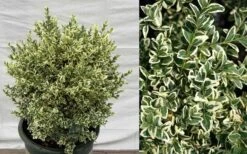 Dwarf Variegated Boxwood - 2 Gallon Pot -Plant Discount Store Picture Boxwood Dwarf Variegated