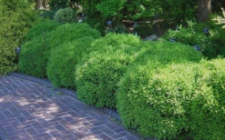 Franklins Gem Dwarf Boxwood - 1 Gallon Pot 13 Franklins Gem Dwarf Boxwood - 1 Gallon Pot -Plant Discount Store Picture Boxwood Franklins Gem 2 2