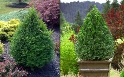 Green Mountain Boxwood - 2.5 Quart Pot -Plant Discount Store Picture Boxwood Green Mountain 2 2