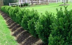 Green Mountain Boxwood - 2 Gallon Pot 13 Green Mountain Boxwood - 2 Gallon Pot -Plant Discount Store Picture Boxwood Green Mountain Hedge 1