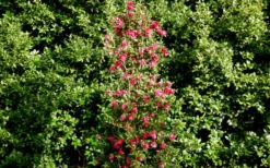 October Magic Rose Camellia - 3 Gallon Pot 11 October Magic Rose Camellia - 3 Gallon Pot -Plant Discount Store Picture Camellia October Magic Rose Column 1