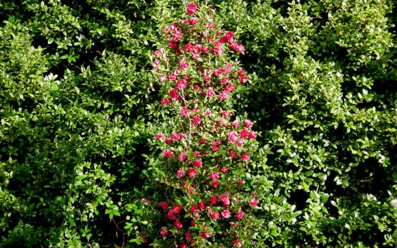 October Magic Rose Camellia - 3 Gallon Pot 7 October Magic Rose Camellia - 3 Gallon Pot - Image 5