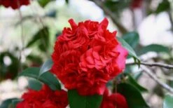 Professor Sargent Camellia Japonica - 7 Gallon Pot (3-4') -Plant Discount Store Picture Camellia Professor Sargent Closeup