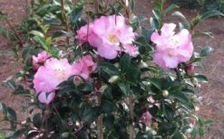 October Magic Orchid Camellia - 1 Gallon Pot -Plant Discount Store Picture CamelliaOrchidOctoberMajic 2