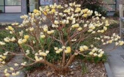 Edgeworthia Chrysantha - Paper Bush - 3 Gallon -Plant Discount Store Picture Edgeworthia Paper Bush 3