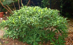 Edgeworthia Chrysantha - Paper Bush - 3 Gallon -Plant Discount Store Picture Edgeworthia Shrub