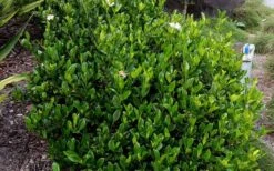 August Beauty Gardenia - 2.5 Quart Pot 13 August Beauty Gardenia - 2.5 Quart Pot -Plant Discount Store Picture Gardenia August Beauty 3