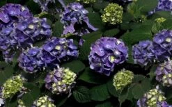 Bloomstruck Endless Summer Hydrangea - 2 Gallon Pot 13 Bloomstruck Endless Summer Hydrangea - 2 Gallon Pot -Plant Discount Store Picture Hydrangea Bloomstruck
