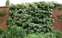 Moonlight Climbing Hydrangea - 5 Gallon Pot -Plant Discount Store Picture Hydrangea Climbing Petiolaris 5 2